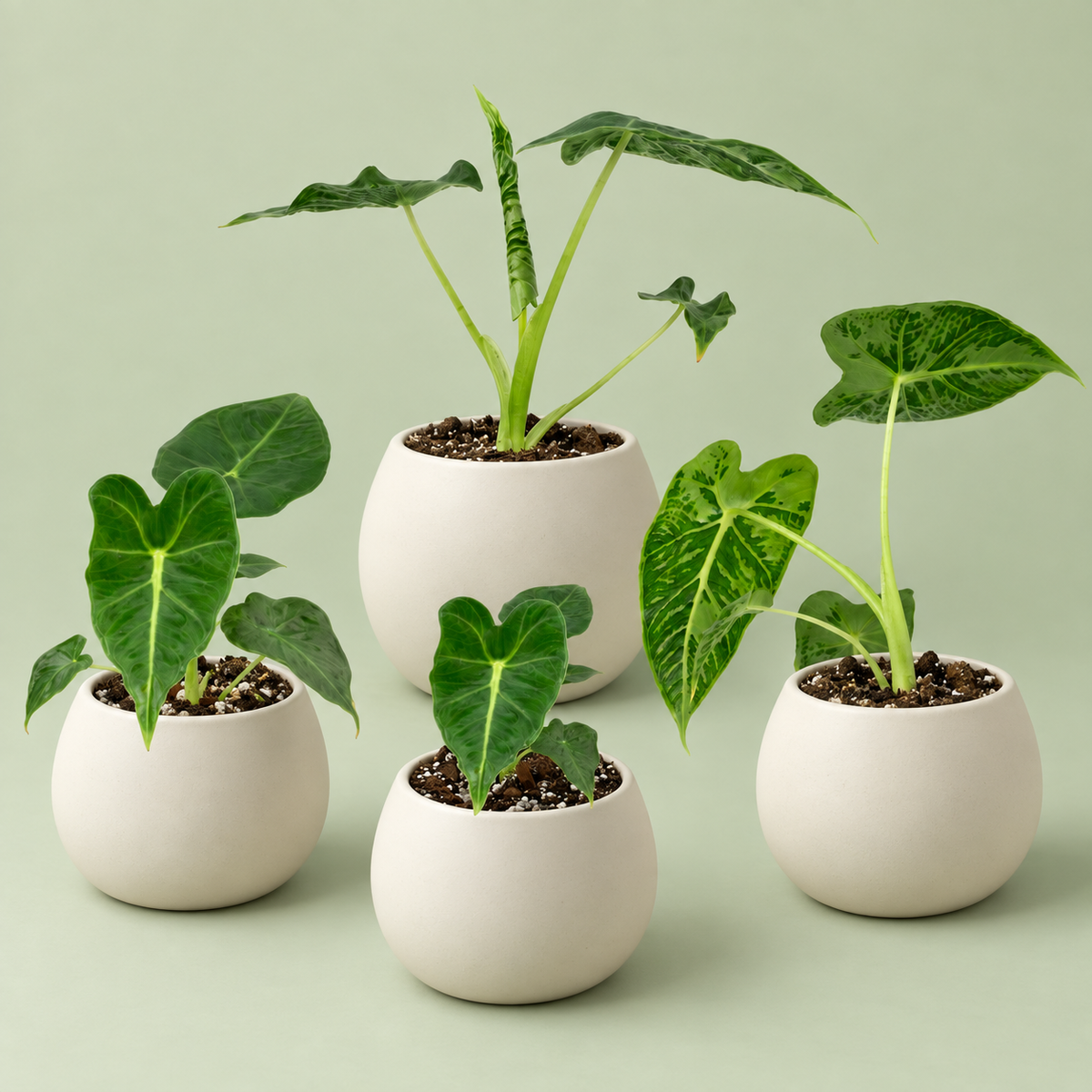 Alocasia 'Emerald Tide'