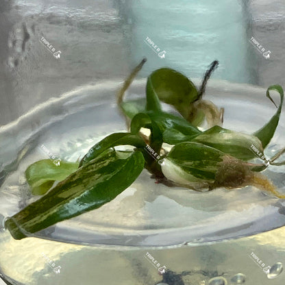 Tissue Culture - Philodendron Pink Strawbery Shake