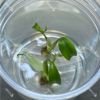 Tissue Culture  - Monstera Dilacerata ( Burle Marx Flame )