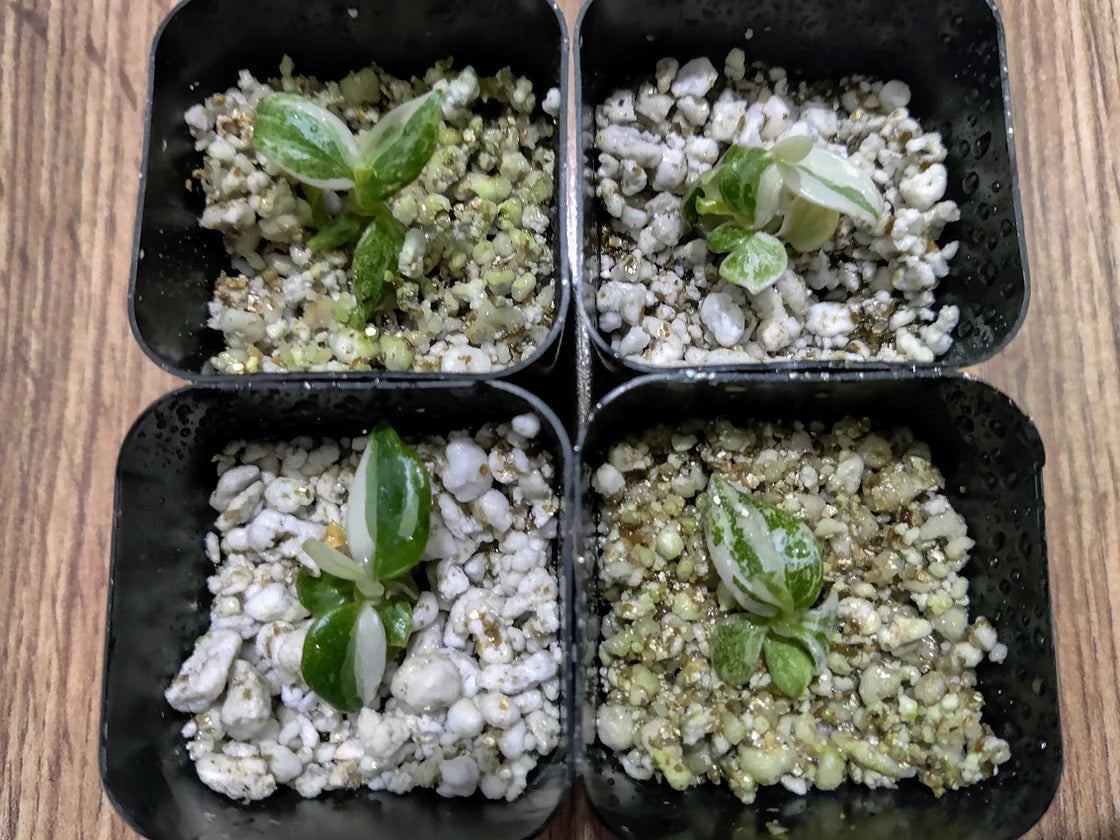Tissue Culture - Philodendron White Wizard