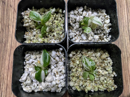 Tissue Culture - Philodendron White Wizard