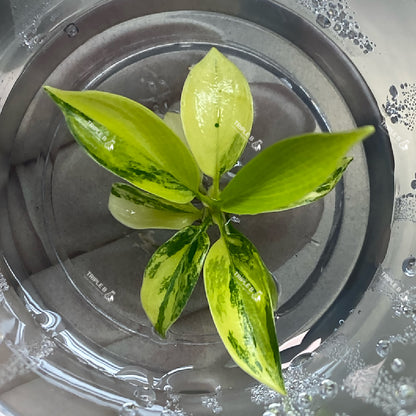 Tissue Culture - Philodendron Florida Beauty